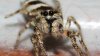 6.-Zebra-Spider.jpg