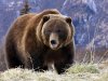 grizzly_bear_in_the_canadian_rockies-1536061.jpg