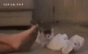 giphy-17.gif