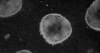 CELLULAR.gif