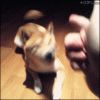 IMG_0608.GIF
