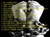 back cover.jpg