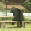 sadbearbench.jpg