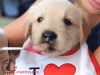 giphy (1).gif