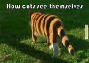 cat-memes-how-cats-see-themselves.jpg