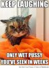 funniest-cat-memes-of-all-time.jpg