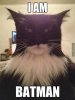 i-am-batman-cat.jpg