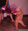 party-cat_o_943128.gif
