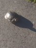 IMG_20210618_071634_1.jpg