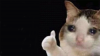 cat.png