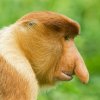 audio-edition-proboscis-monkeys.jpg
