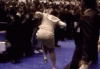 upload_2023-5-20_0-9-46.gif