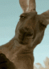 upload_2023-8-3_19-3-52.gif
