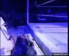 upload_2023-10-29_5-55-42.gif