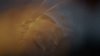 IMG_2411.jpeg