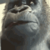 IMG_8983.gif