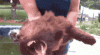 moris-dog.gif
