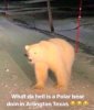 IMG_0081.jpeg