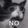 cat-meme.gif