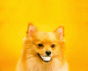 smiling-dog_773.gif