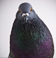 Pigeon