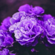 Blue Viuda