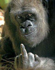 Animal