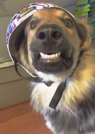 StormDog