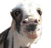 :sjp:
