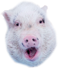 :Pig: