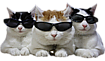 :watchcat: