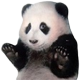 :wd: