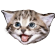 :cat1forvouch: