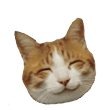 :cat2forvouch: