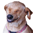 :doggo: