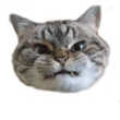:cat4forVouch: